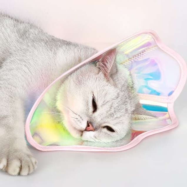 猫服 猫 エリザベスカラー | 虹色ふんわりエリザベスカラー