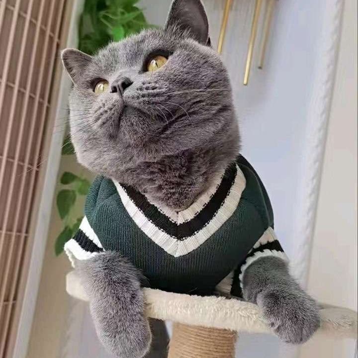 猫服  防寒服 | やわらか猫用術後服