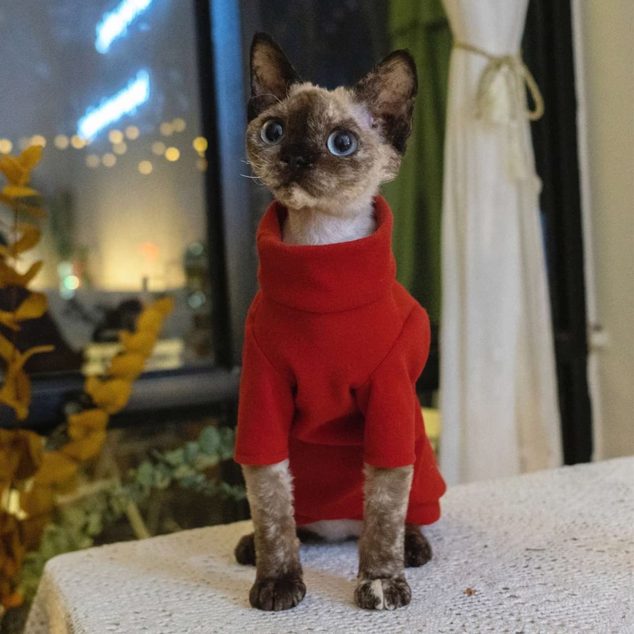 猫服  防寒服 | もこもこあったか猫ちゃんタートル