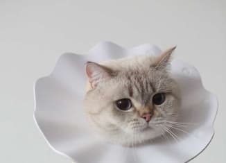 猫服 猫 エリザベスカラー | ふわふわフリルの猫用エリザベスカラー