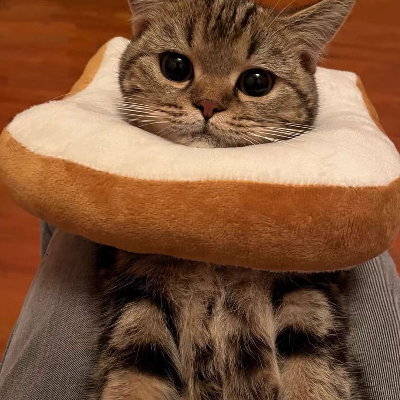 猫服 猫 エリザベスカラー | もちもちトースト型ペット用エリザベスカラー