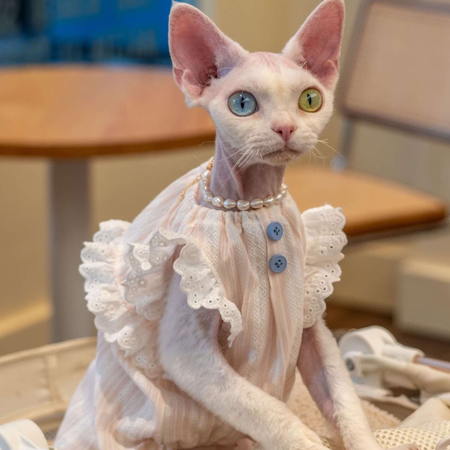 猫服  洋服 | レースフリルの優雅なキャットドレス