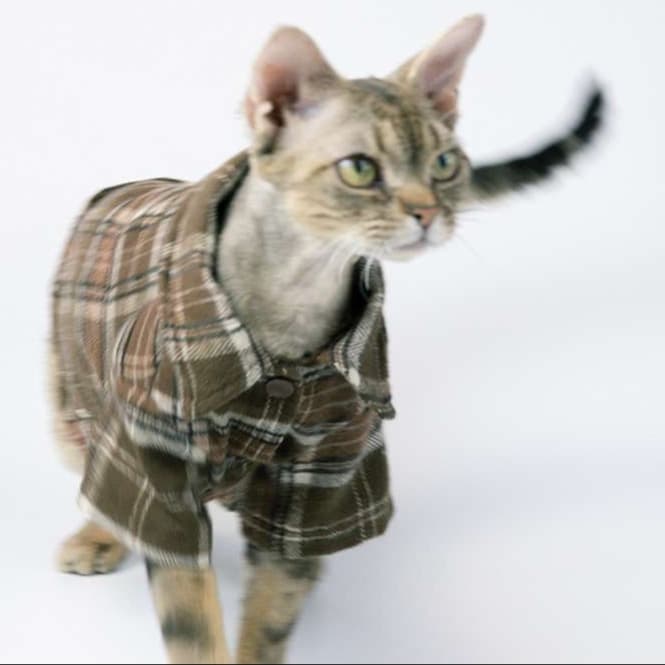 猫服  防寒服 | もこもこ猫ちゃんコート