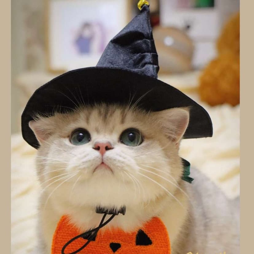 猫服  コスプレ | ハロウィン魔法使い猫コスチュームセット