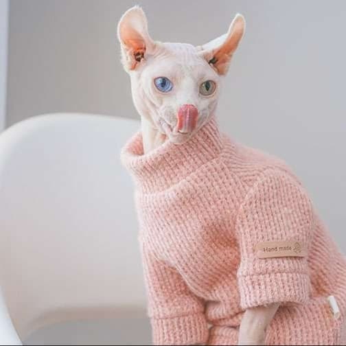 猫服  スフィンクス | スフィンクスの暖かピンクニットセーター