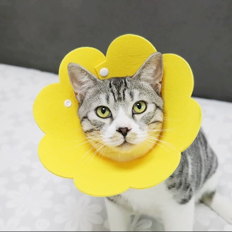 猫服 猫 エリザベスカラー | お花型ふんわりエリザベスカラー