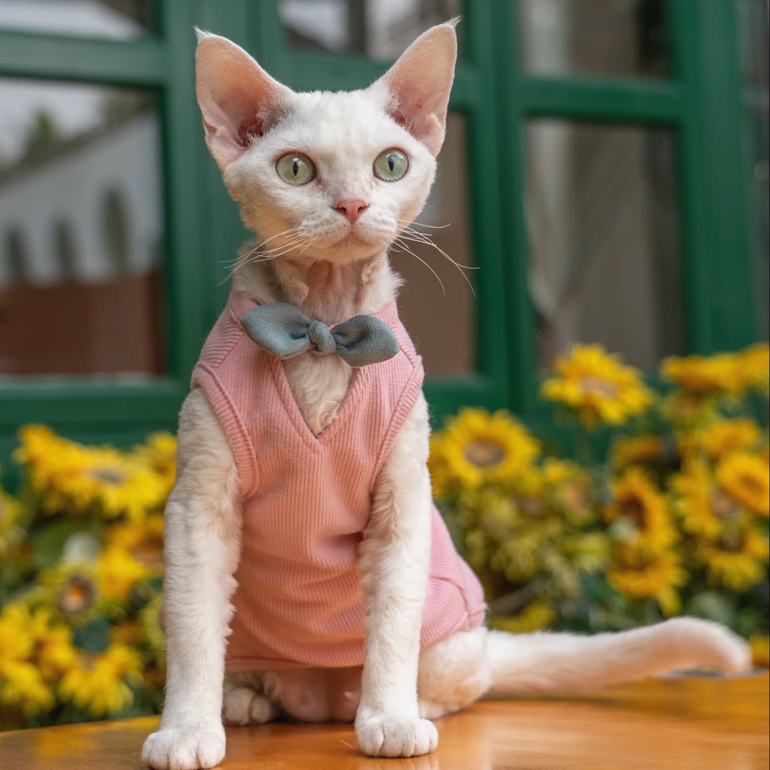 猫服  洋服 | リボン付きリブベスト