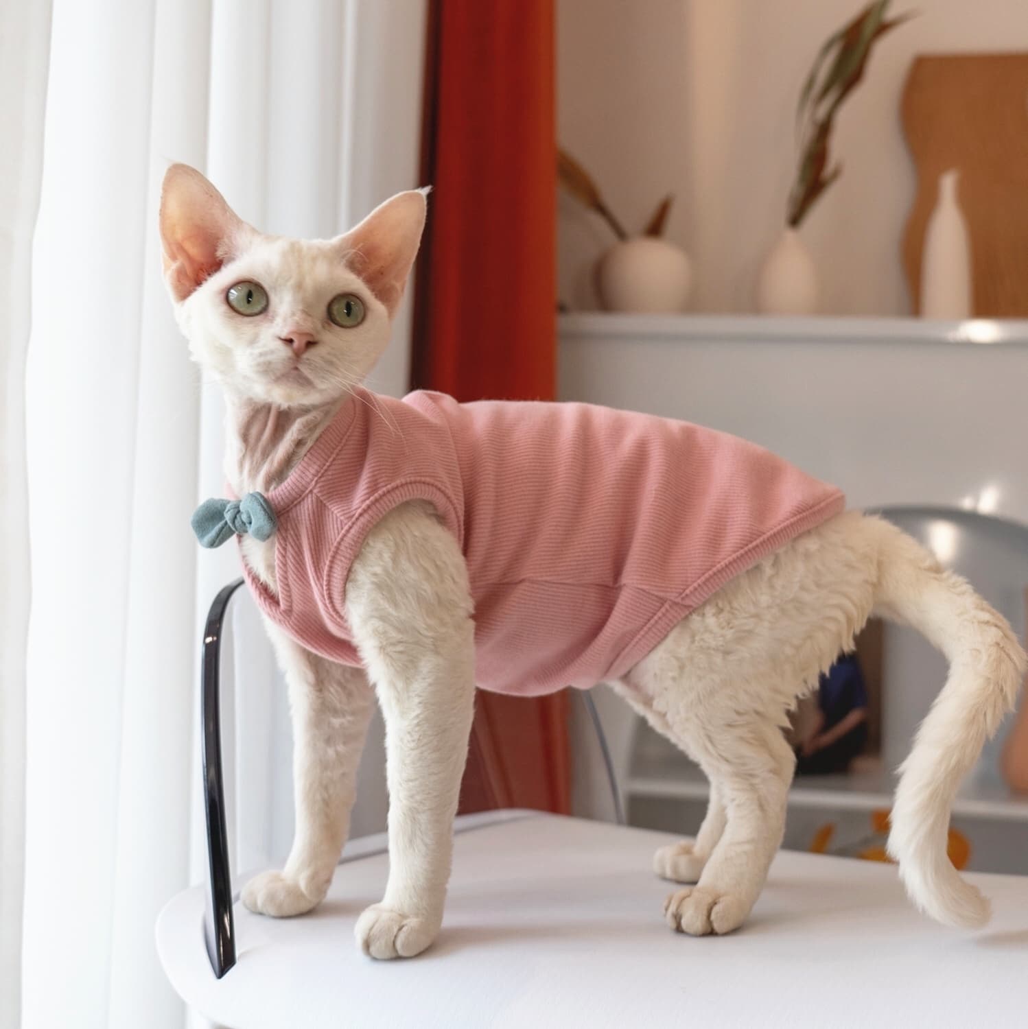 猫服  洋服 | リボン付きリブベスト