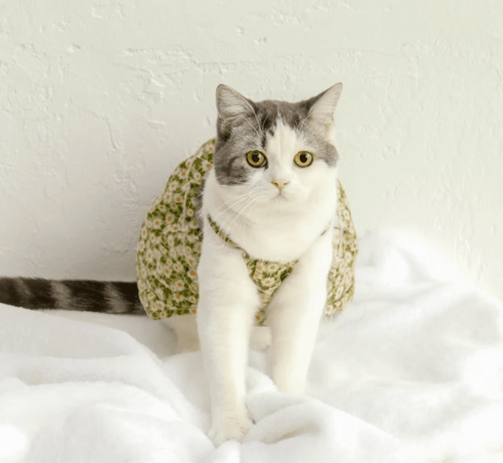 猫服  洋服 | 洋服 | お花畑のふんわりワンピース