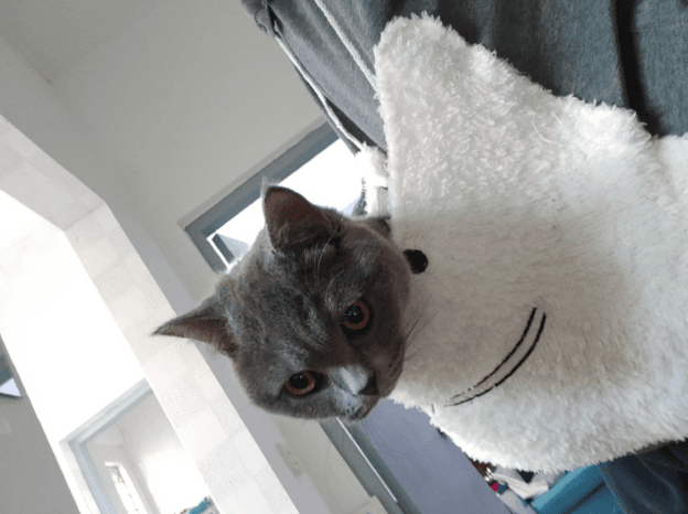 猫服  抱っこ服 | もふもふポケット付き猫抱っこパーカー