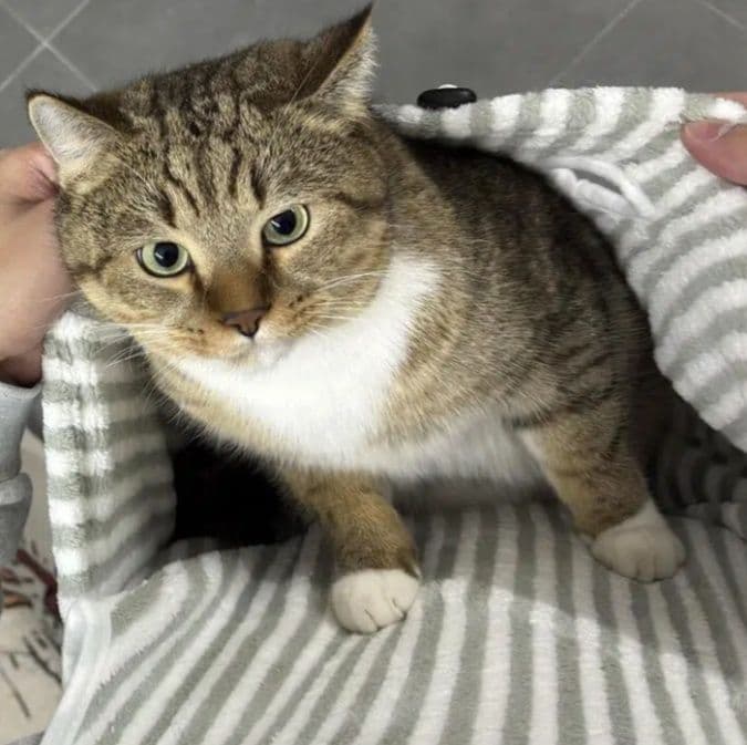 猫服  やさしい包み込み抱っこ服