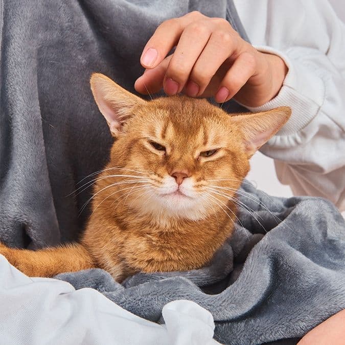 猫服  もふもふ包み込み抱っこポケット