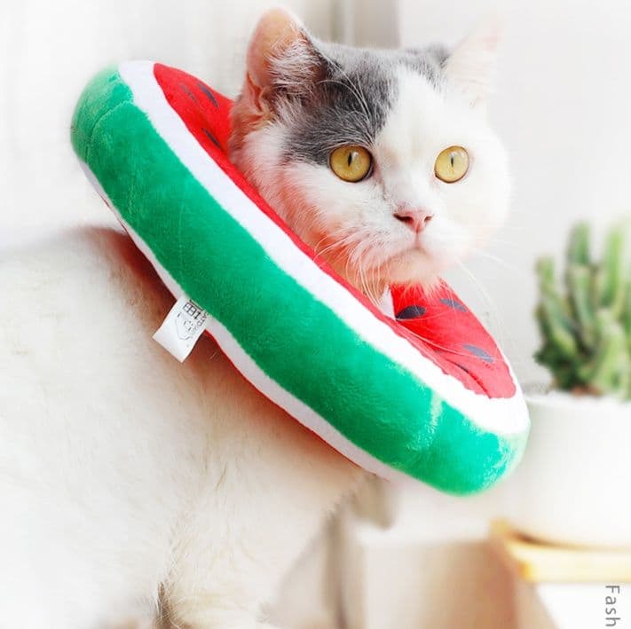 猫服  かわいい果物首まもり