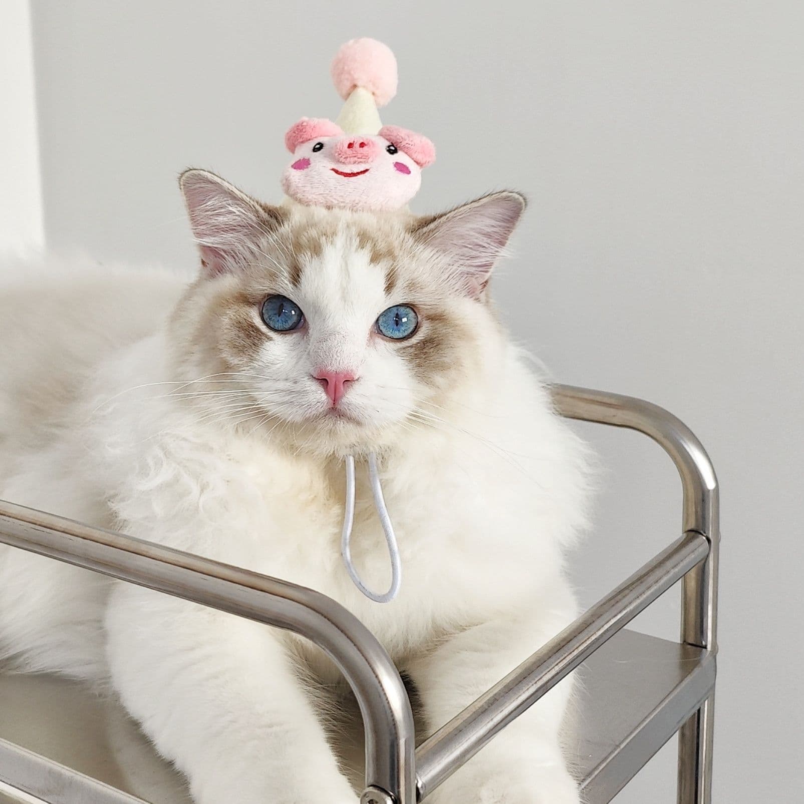猫服  かわいい動物なりきり帽子