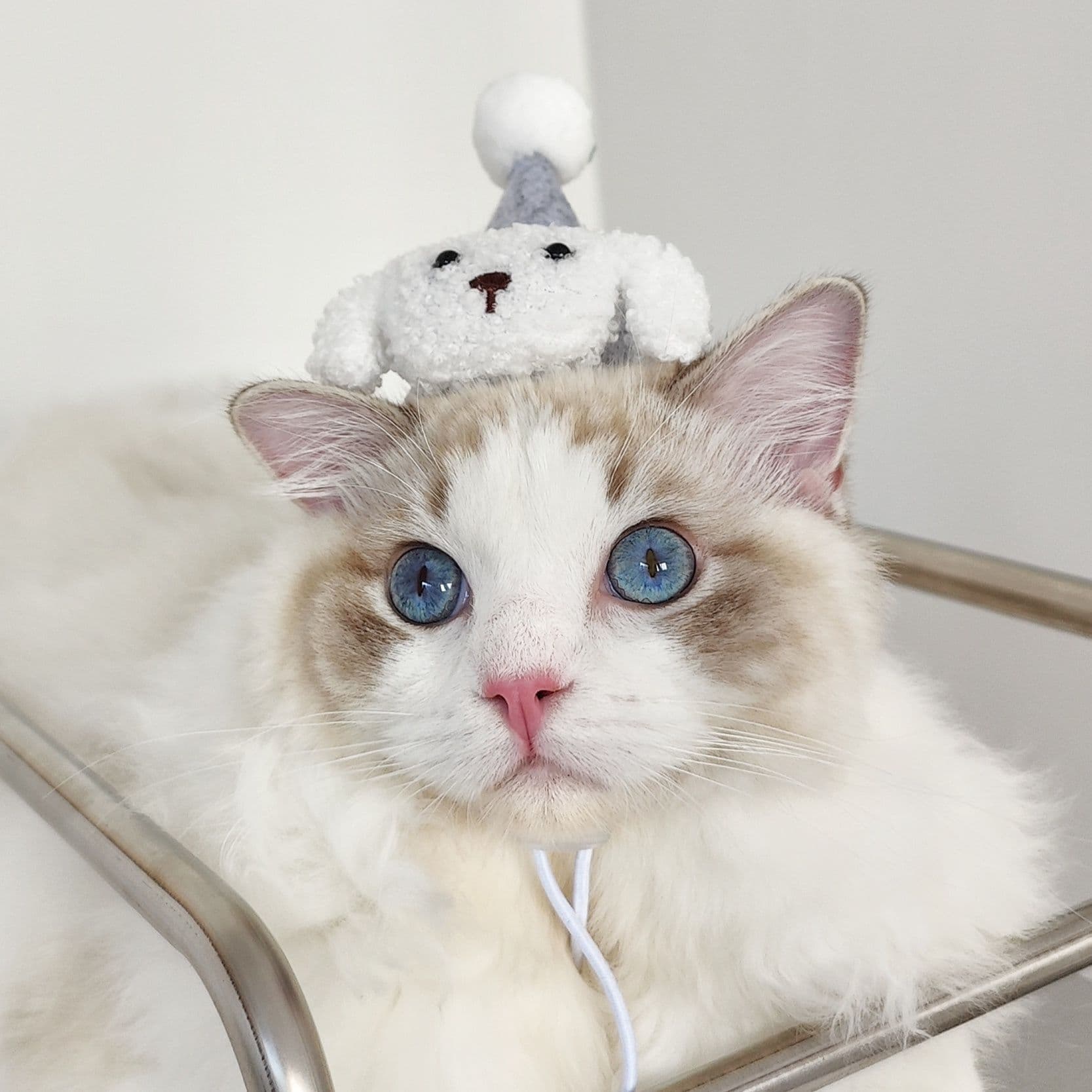 猫服  かわいい動物なりきり帽子