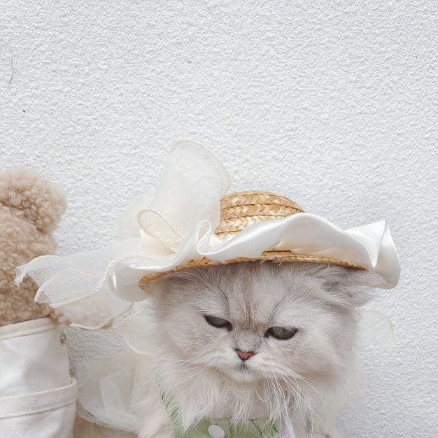 猫服  優雅な麦わら日よけ帽子