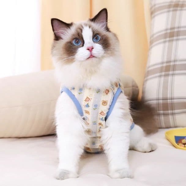 猫服  やさしい肌触り 安心術後ウェア