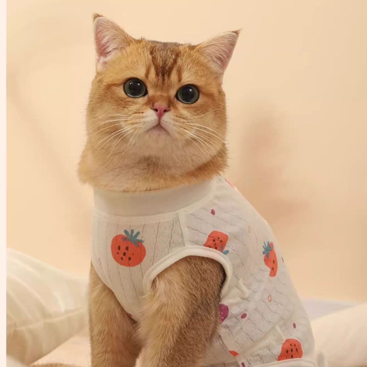 猫服  いちごリボン甚平