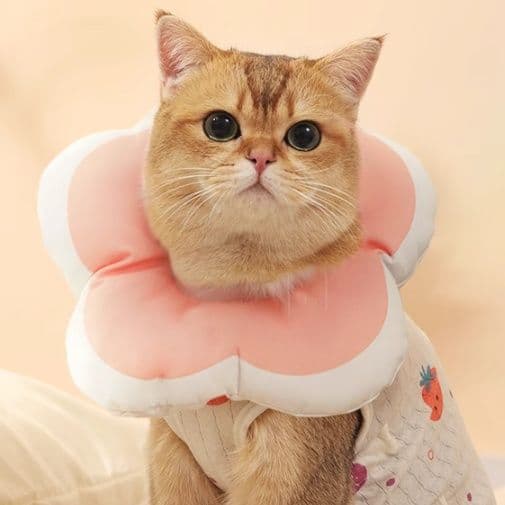 猫服  いちごリボン甚平