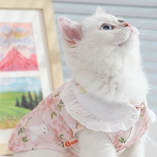 猫服  花園レース襟ワンピース