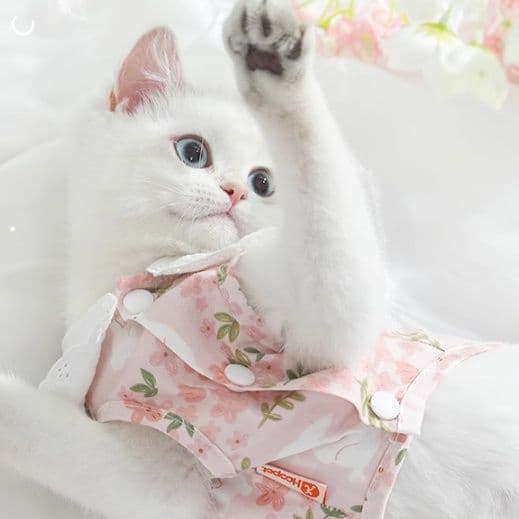猫服  花園レース襟ワンピース