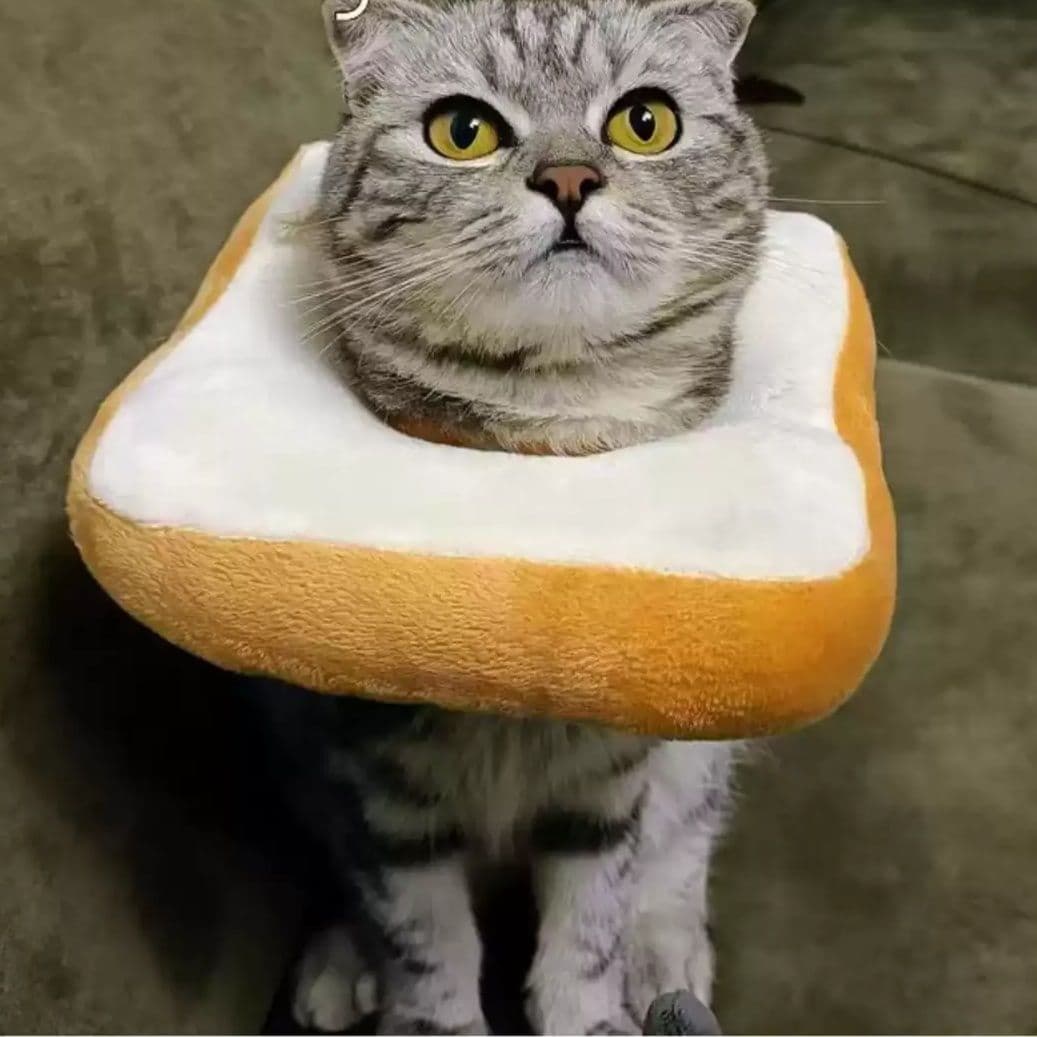 猫服 猫 エリザベスカラー | もちもちトースト型ペット用エリザベスカラー
