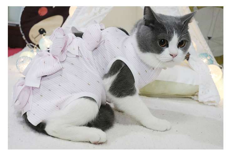 猫服  洋服 | ふんわりセーラー猫ウェア