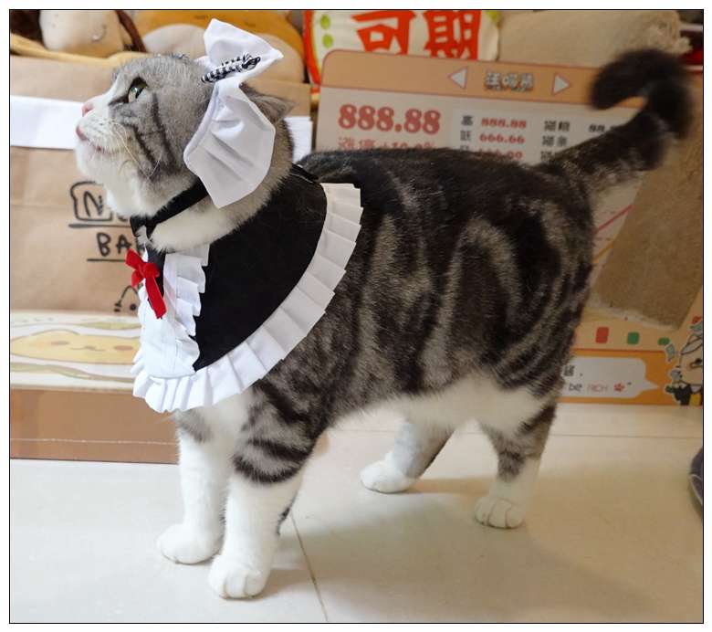 猫服  コスプレ | メイド風フリルエプロン猫用コスチューム