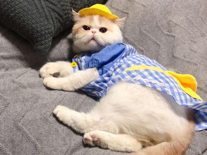 猫服  洋服 | 猫用チェック柄オーバーオール