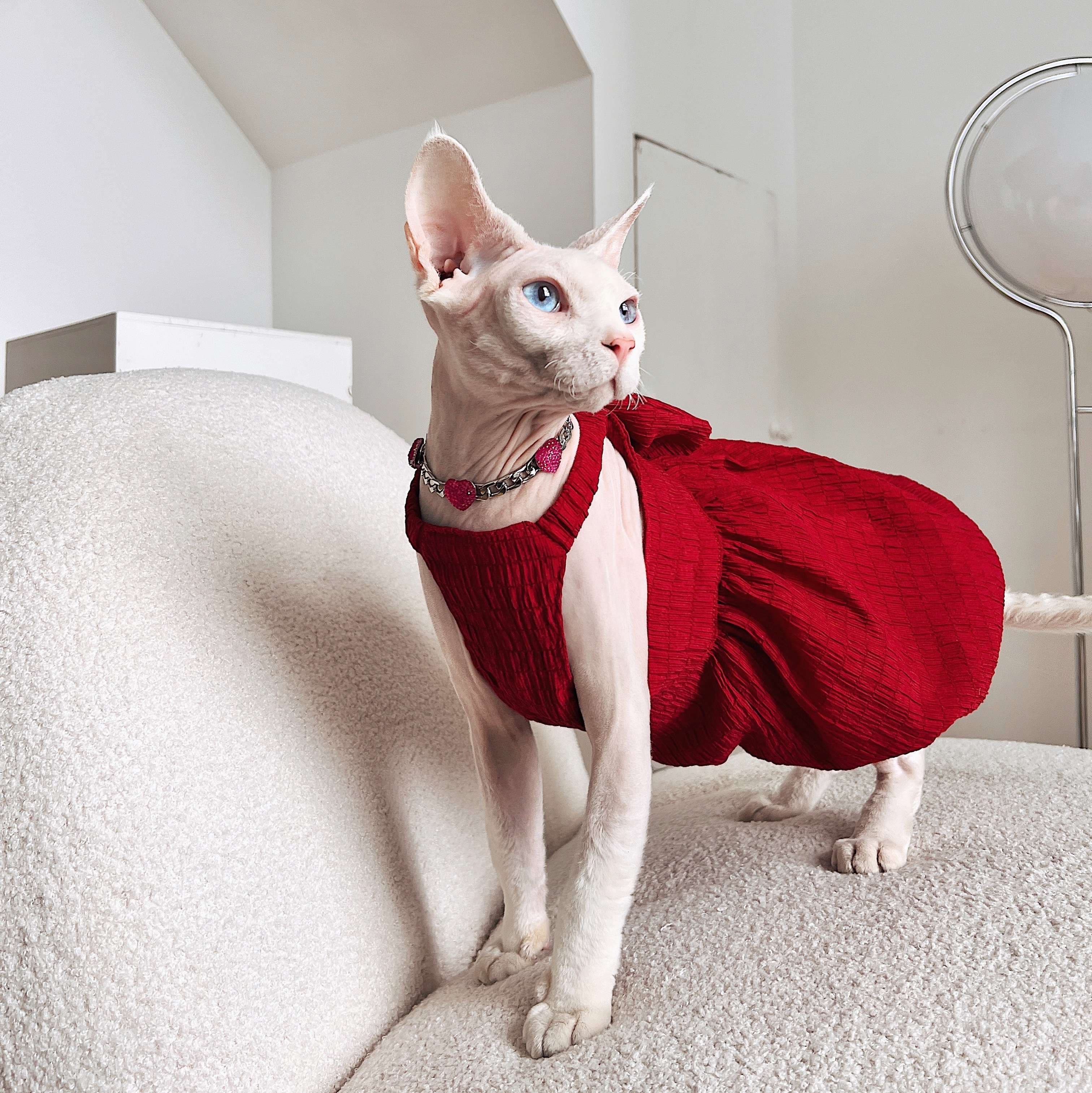 猫服  スフィンクス | スフィンクスの優雅な赤いドレス