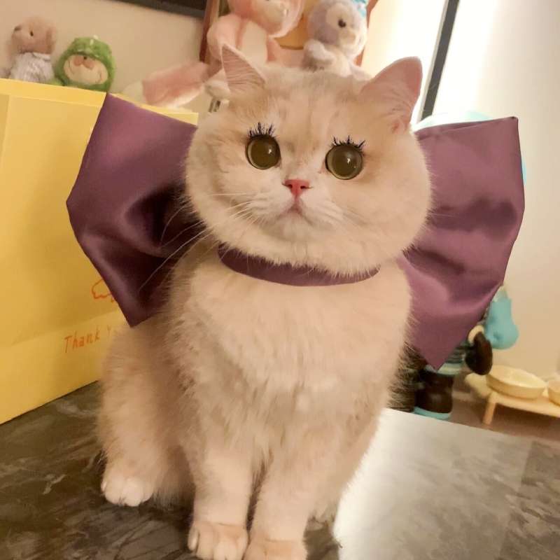 猫服  帽子 | ふわふわ姫様リボン猫耳キャップ