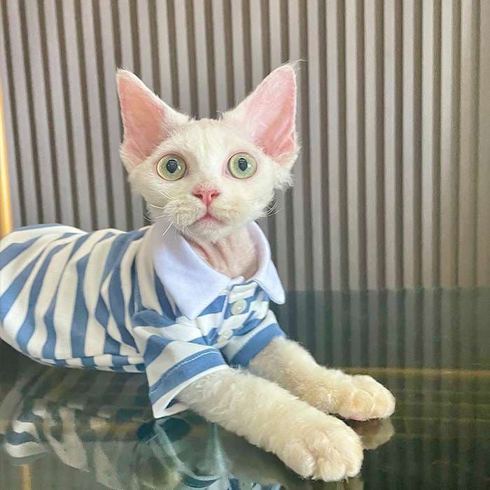 猫服  洋服 | スタイリッシュ マリン ポロシャツ