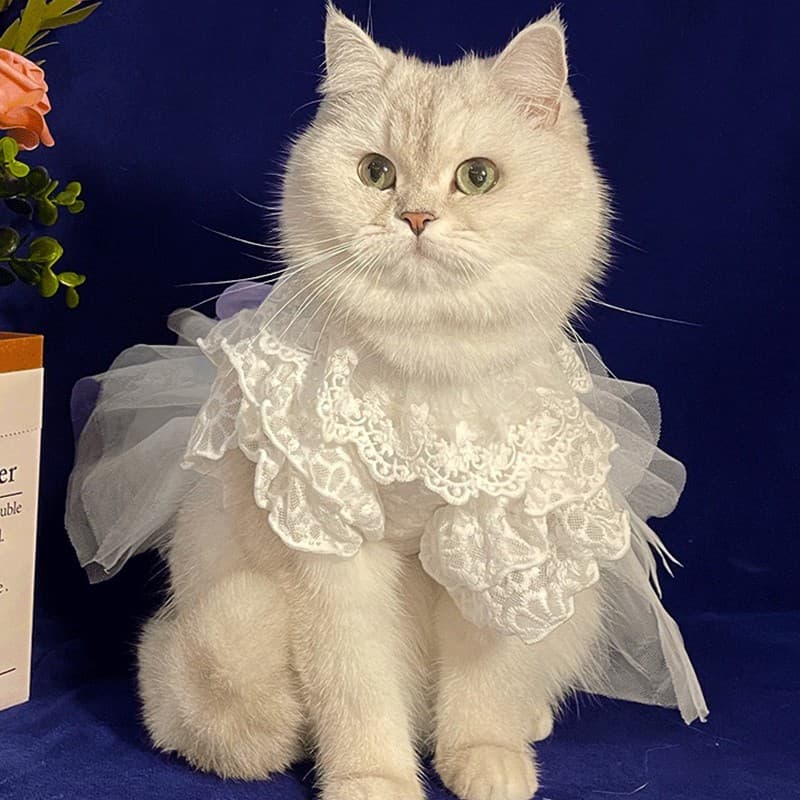猫服  レース付きチュールドレス