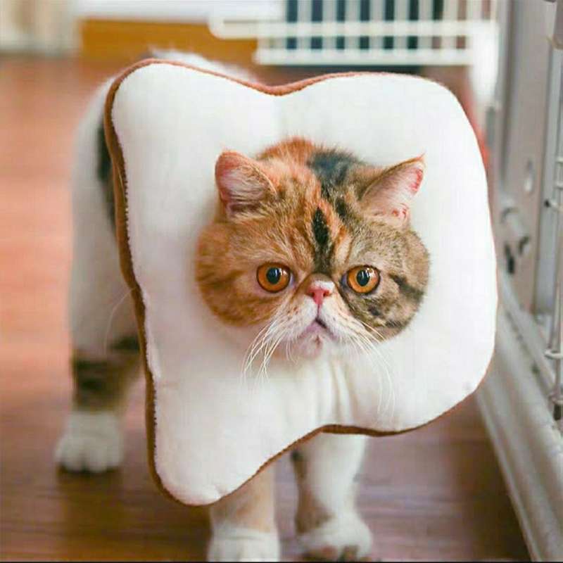 猫服 猫 エリザベスカラー | もふもふペット用食パンカラー