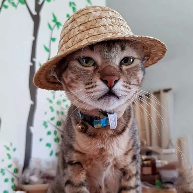 猫服  帽子 | 猫用麦わら帽子