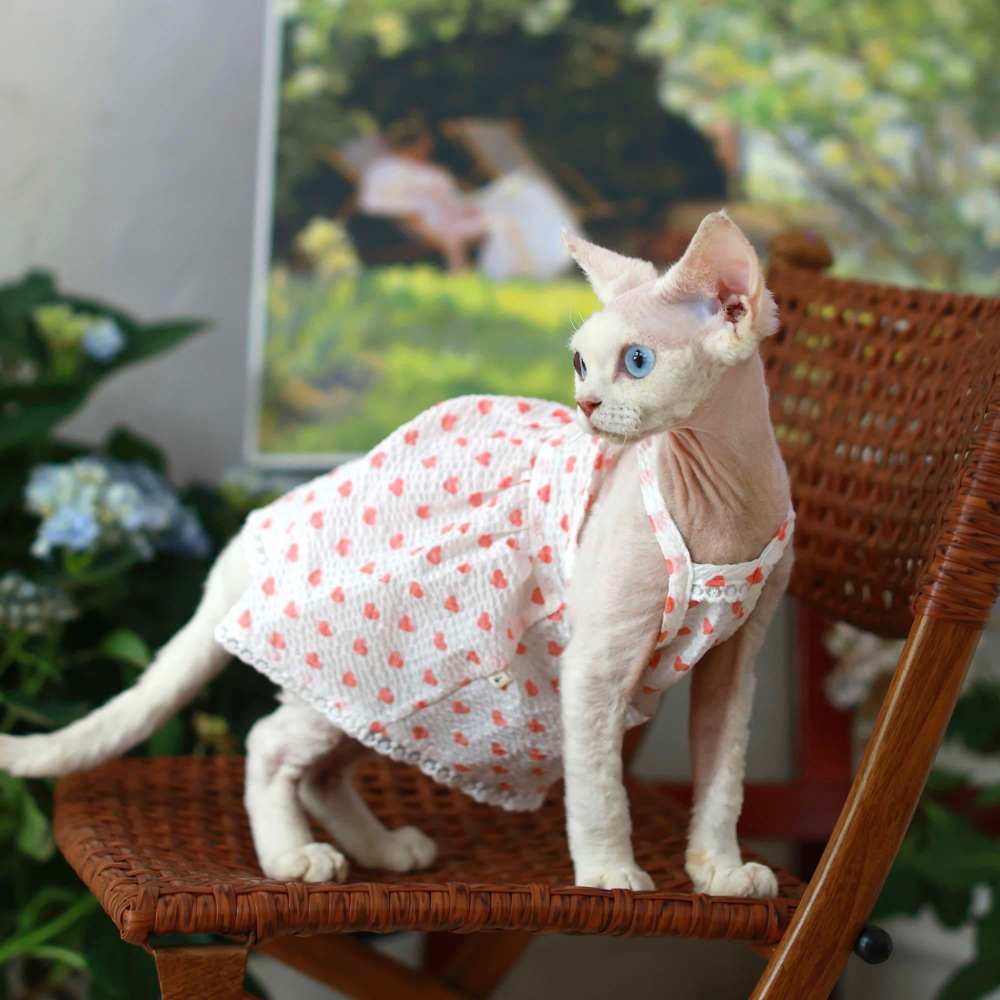 猫服  洋服 | ハートドット柄キャットドレス