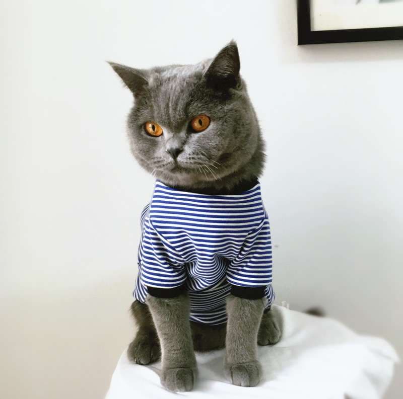 猫服 猫用マリン風ボーダー長袖シャツ