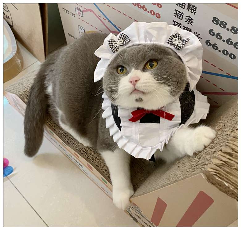 猫服  コスプレ | メイド風フリルエプロン猫用コスチューム