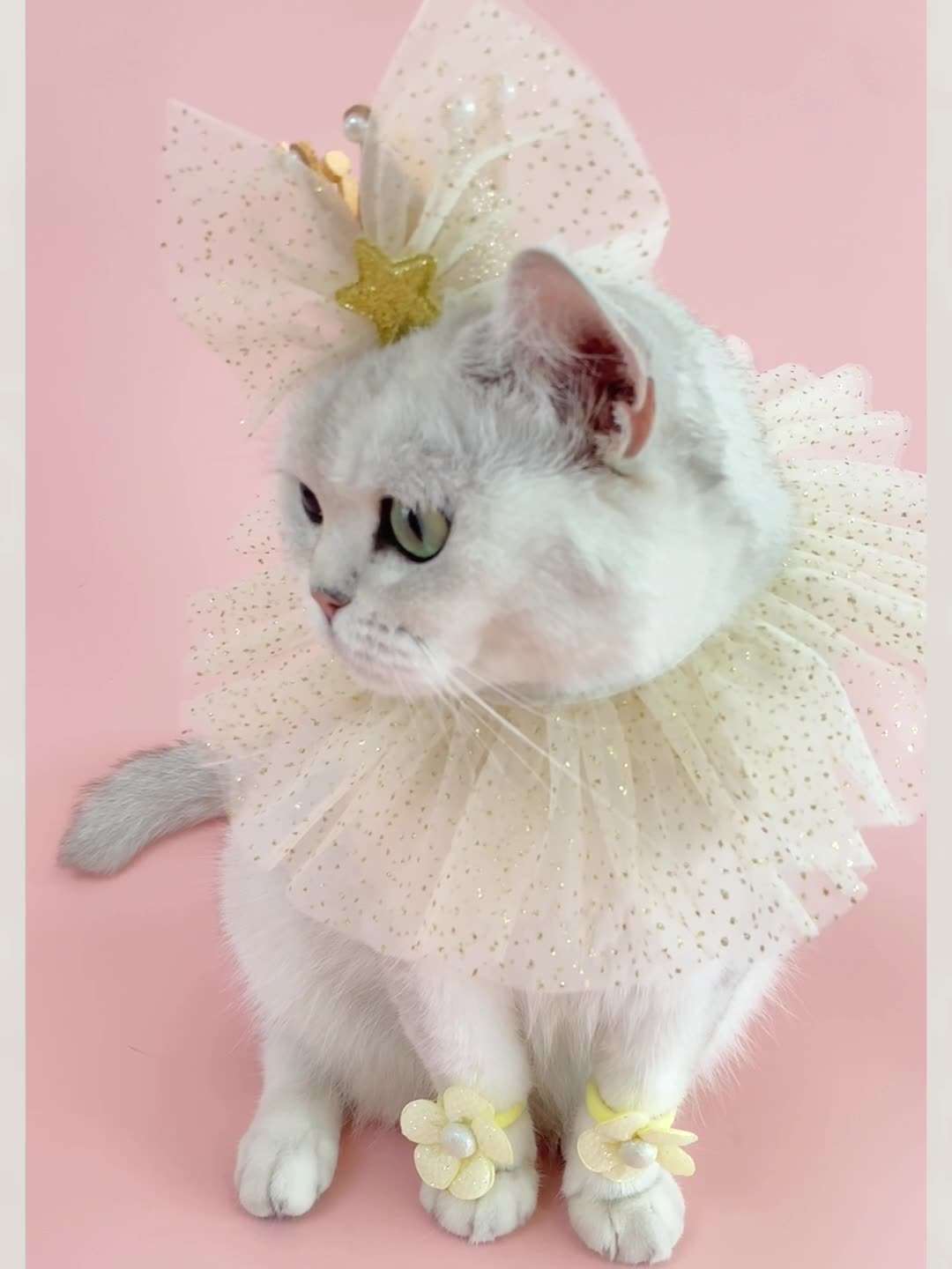 猫服  コスプレ | お誕生日お祝い猫用よだれかけ＆パーティーハット