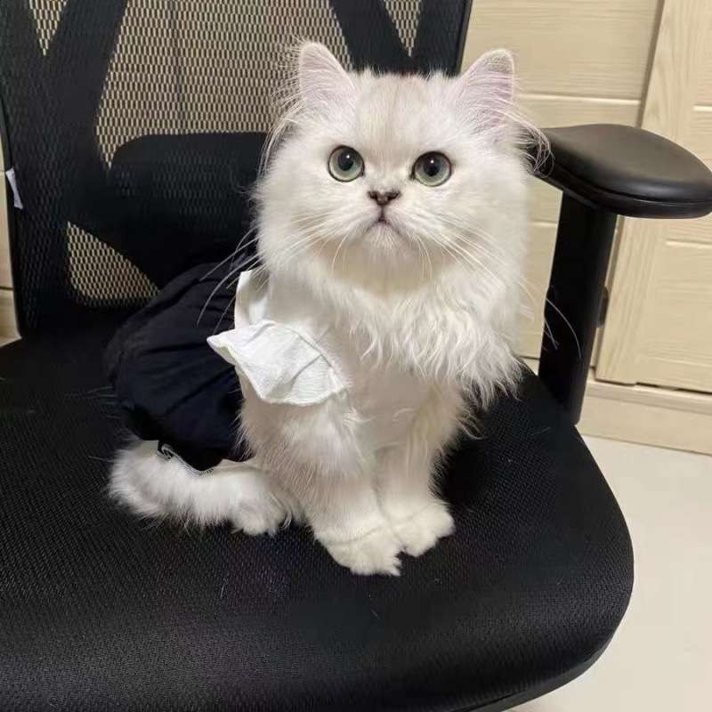 猫服  コスプレ | 執事風メイド服キャットウェア