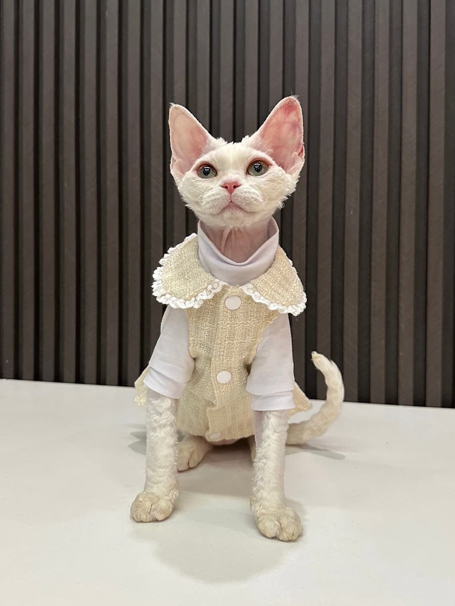 猫服  洋服 | うさぎの耳フリルワンピース