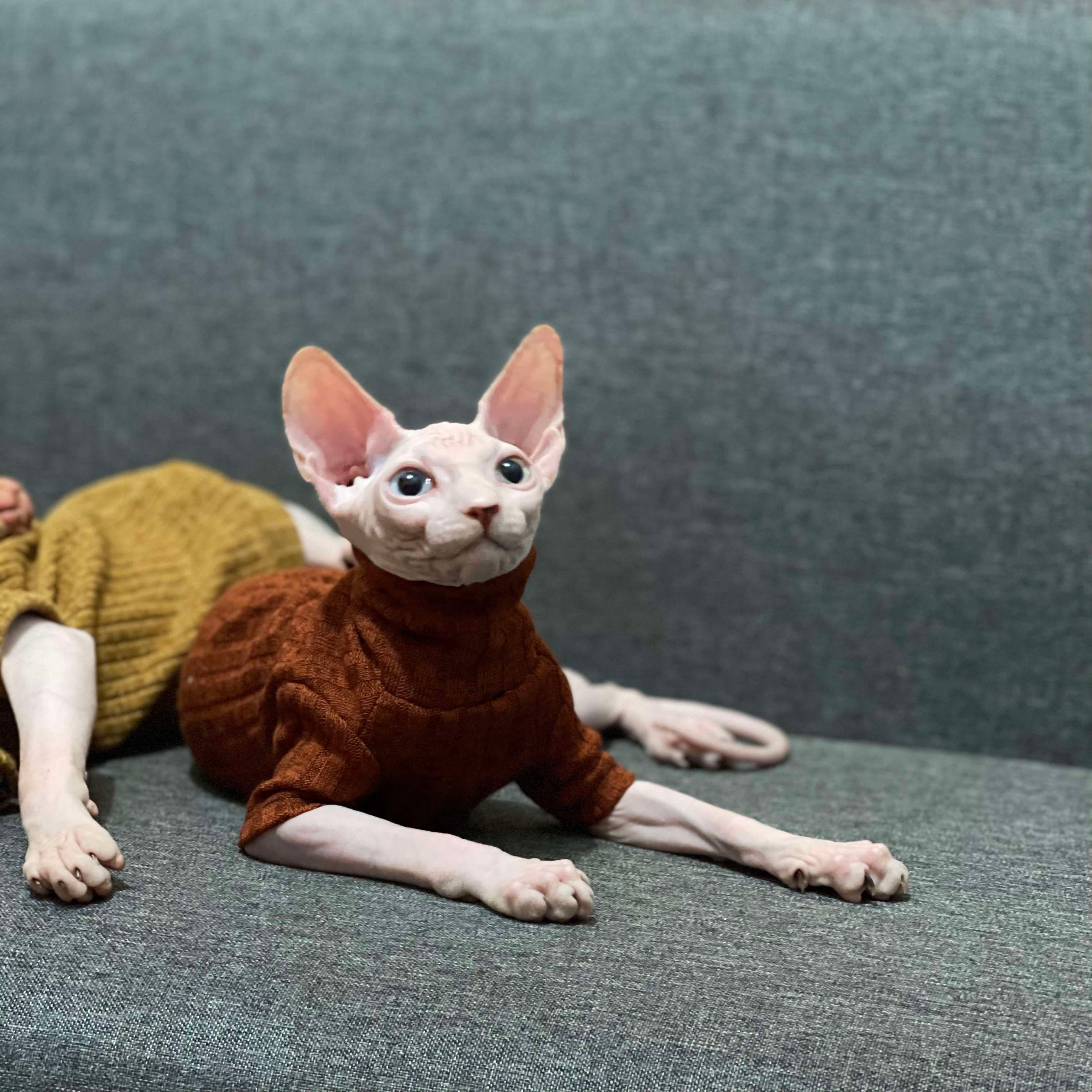 猫服  スフィンクス | スフィンクスの秋冬ニットウェア