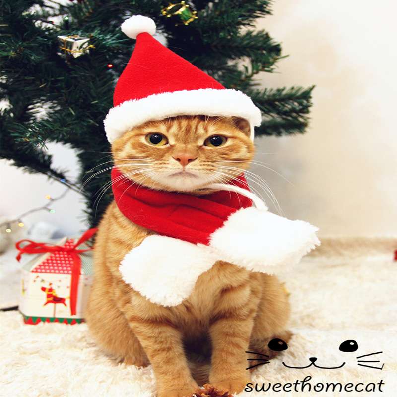 猫服  コスプレ | ねこちゃんのクリスマスコスチューム