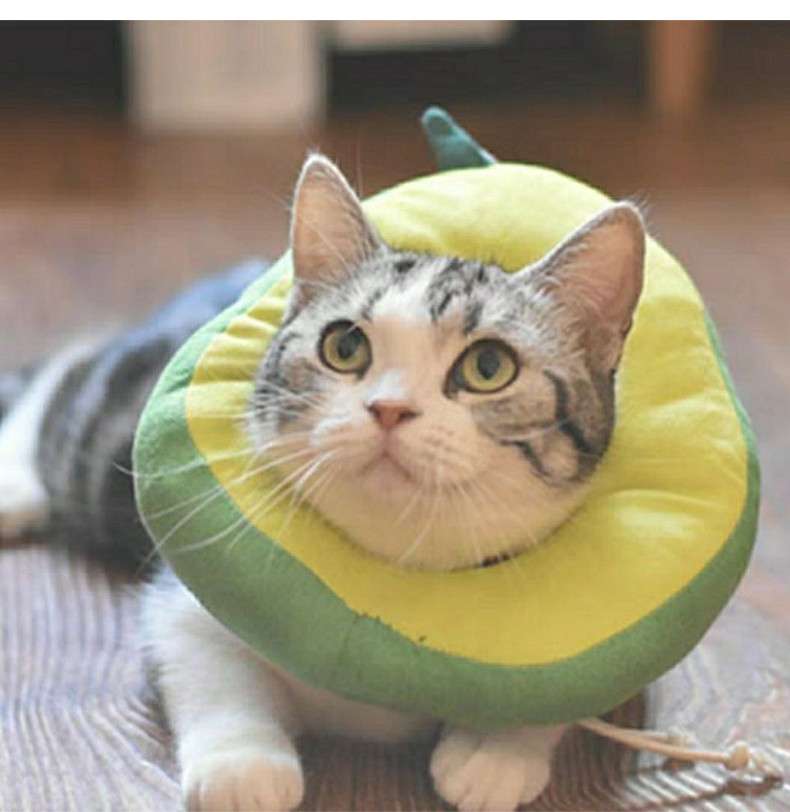猫服 猫 エリザベスカラー | もふもふペット用食パンカラー