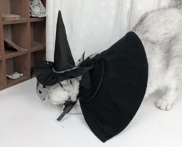 猫服  コスプレ | 魔法使い猫ちゃんコスプレセット