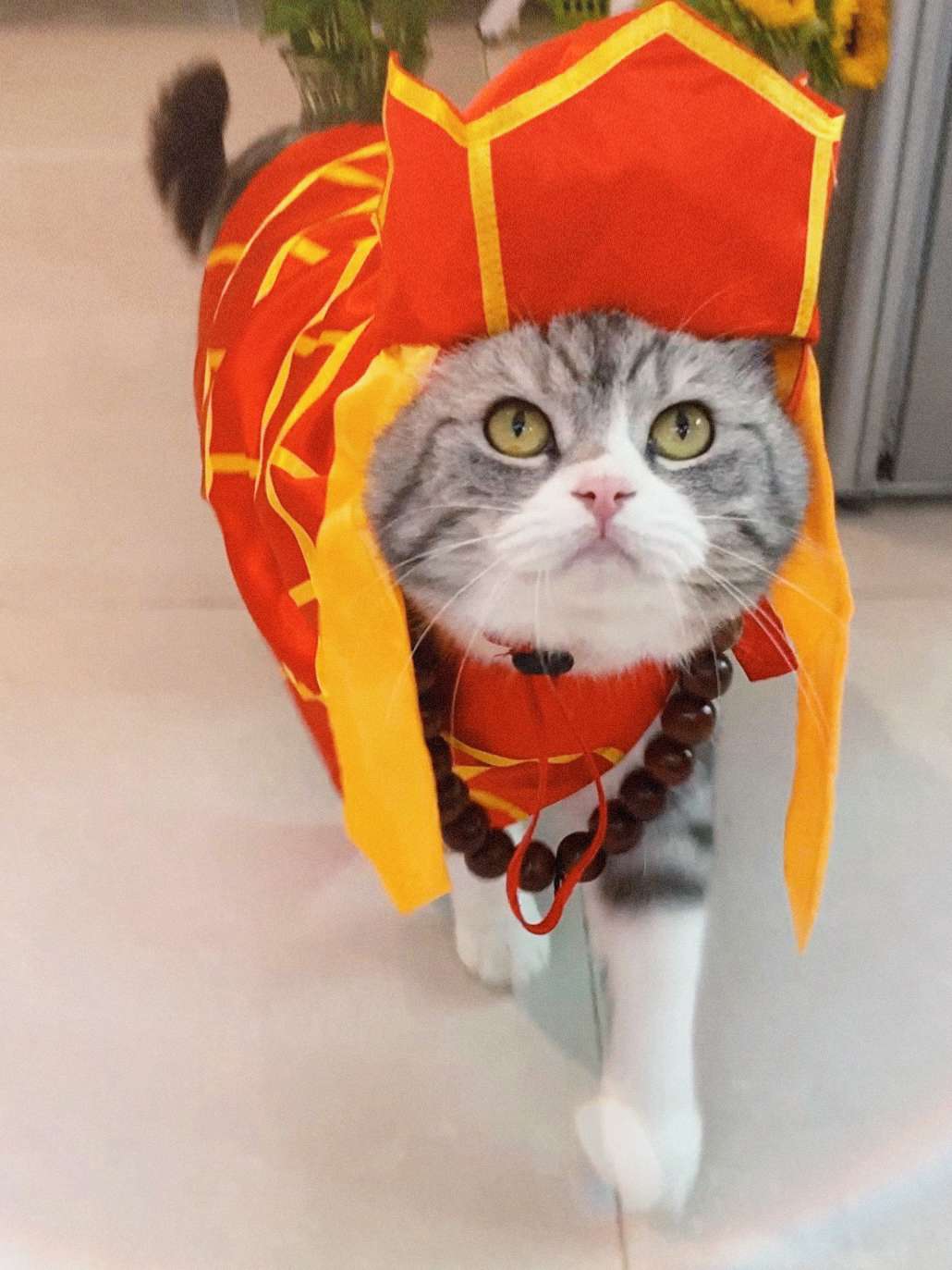 猫服  コスプレ | 福運招く僧侶風ペット着物