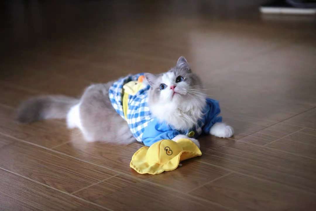 猫服  洋服 | 猫用チェック柄オーバーオール