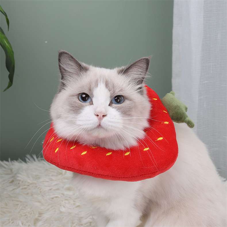猫服 猫 エリザベスカラー | もふもふペット用食パンカラー