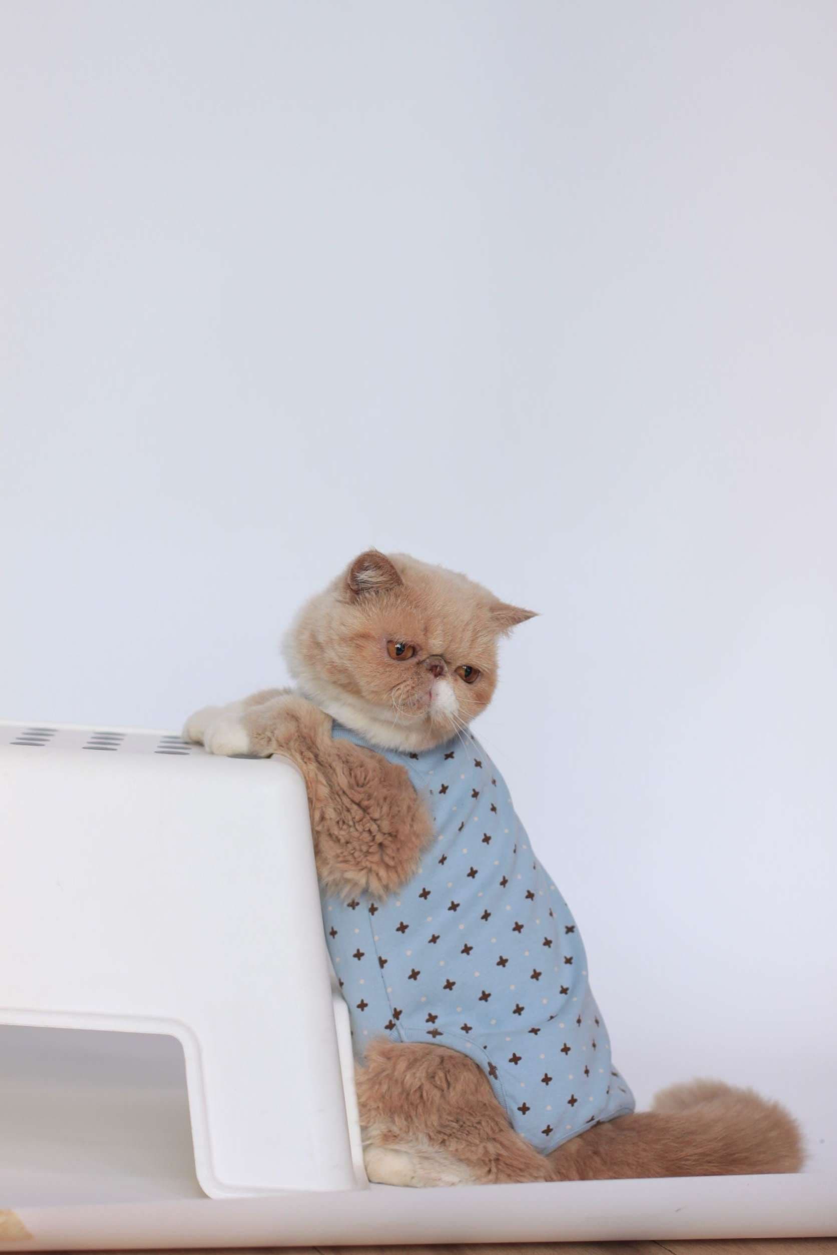 猫服  防寒服 | もこもこ猫ちゃん用着ぐるみ防寒ウェア