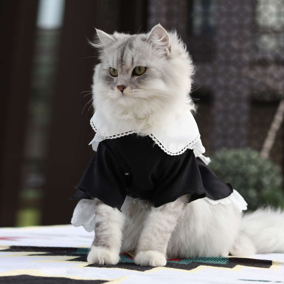 猫服  コスプレ | メイド風フリルワンピース